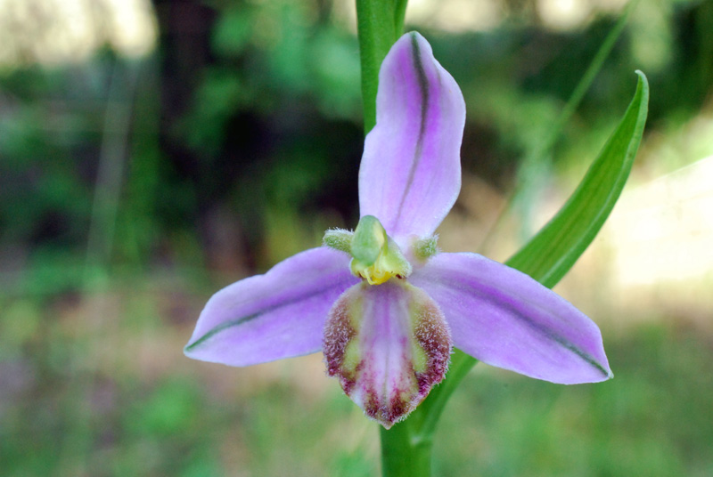 Ophrys apifera: alcune variet del Veneto